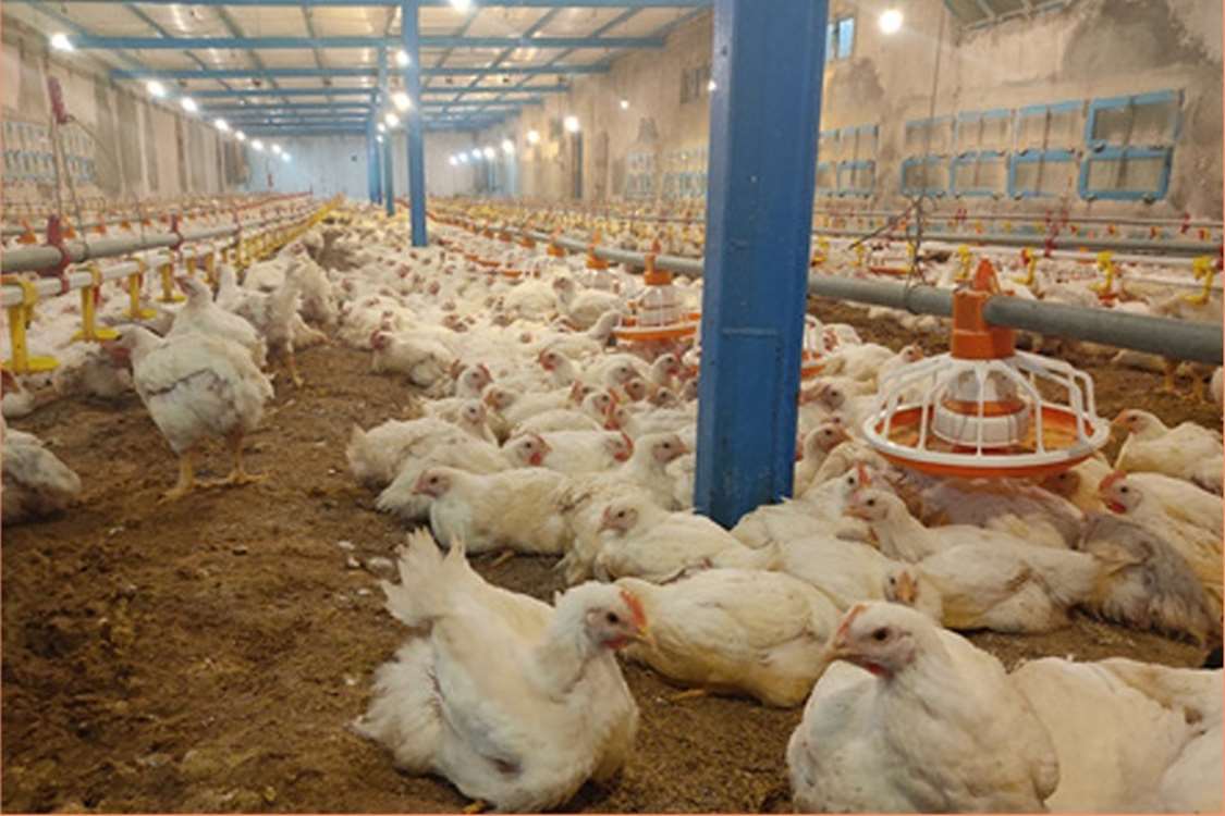 Broiler kümeslerinde hurma yaprağı altlık kullanımı, performans ve kârlılığı artırıyor. 